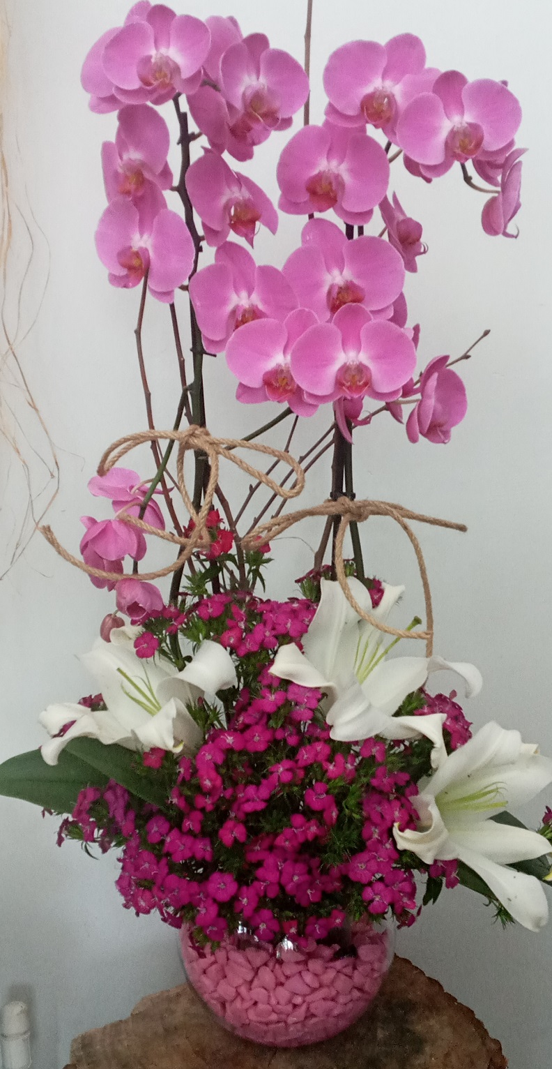 Pembe Byk Orkide