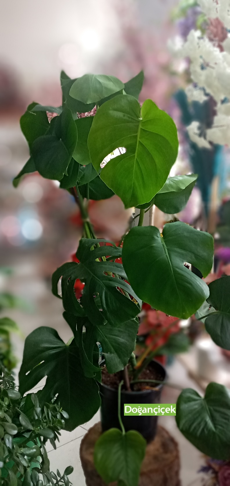 Devetaban - Monstera