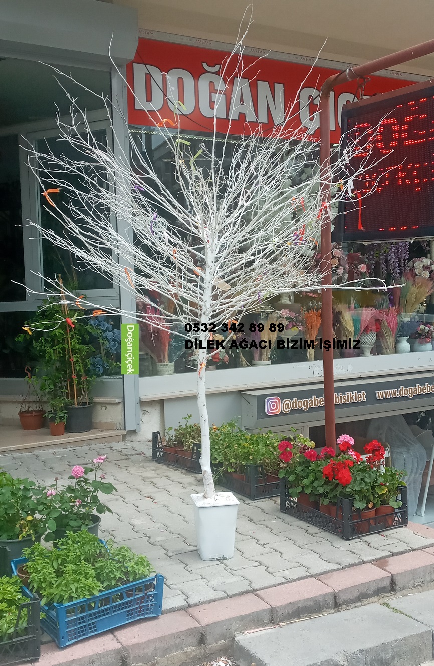 2.50 Cm Dilk A�ac�