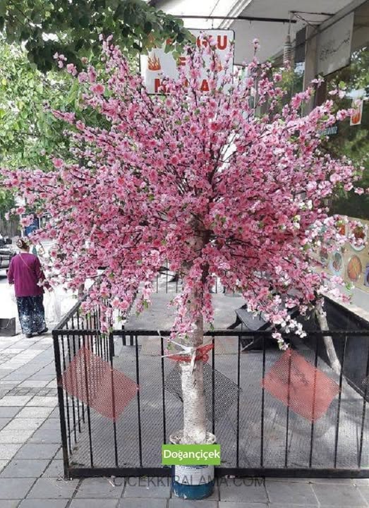 Sakura A�ac� Kiralama