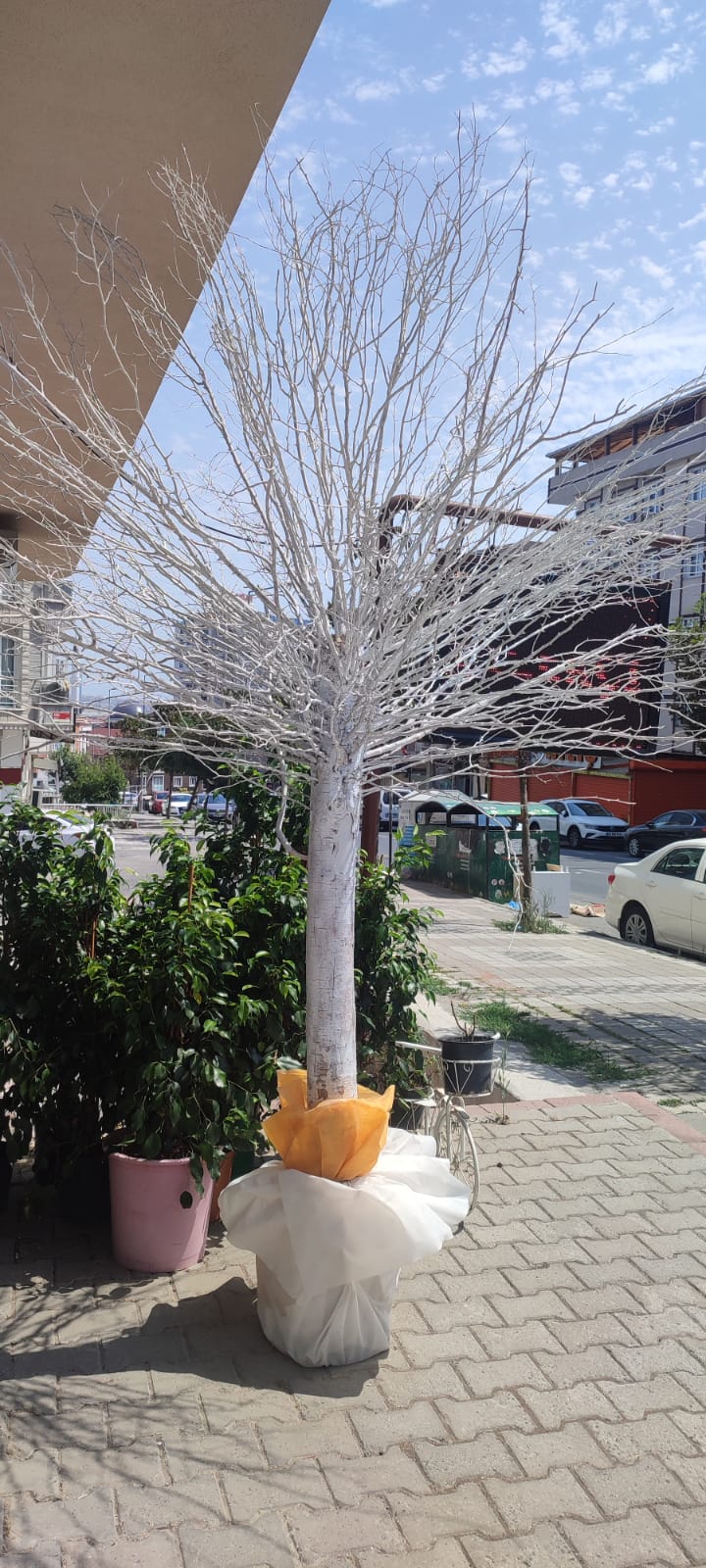 SALEX D�LEK A�ACI