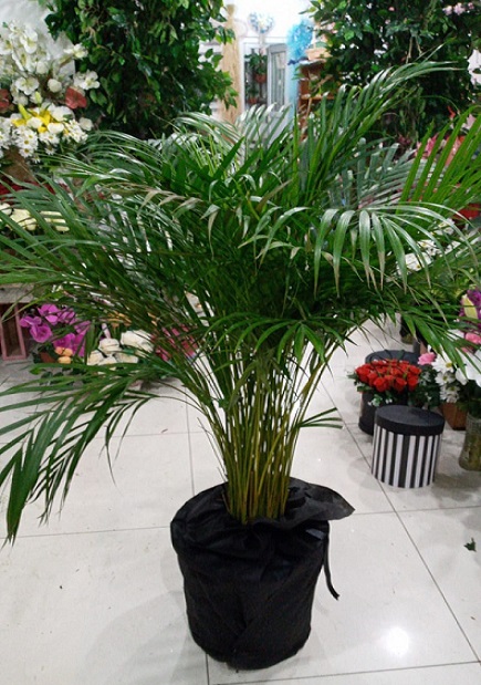 Do�um G�n� �i�e�i 4