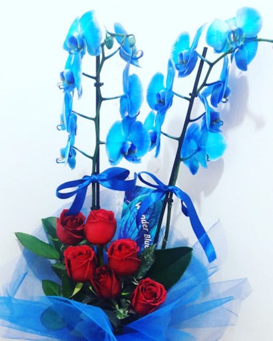 Do�um G�n� �i�e�i 50