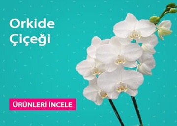 incirtepe